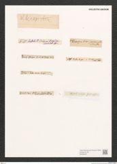 Diatomeae indet. Zeichnungen Sammlung Grunow (NHMW-BOT-W0368467)